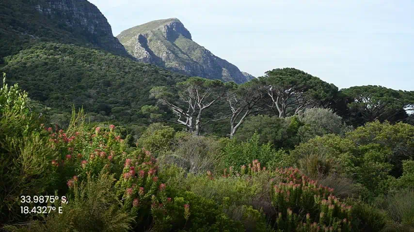 Kirstenbosch National Botanical Garden